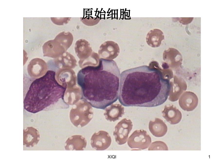 细胞形态图谱_第1页