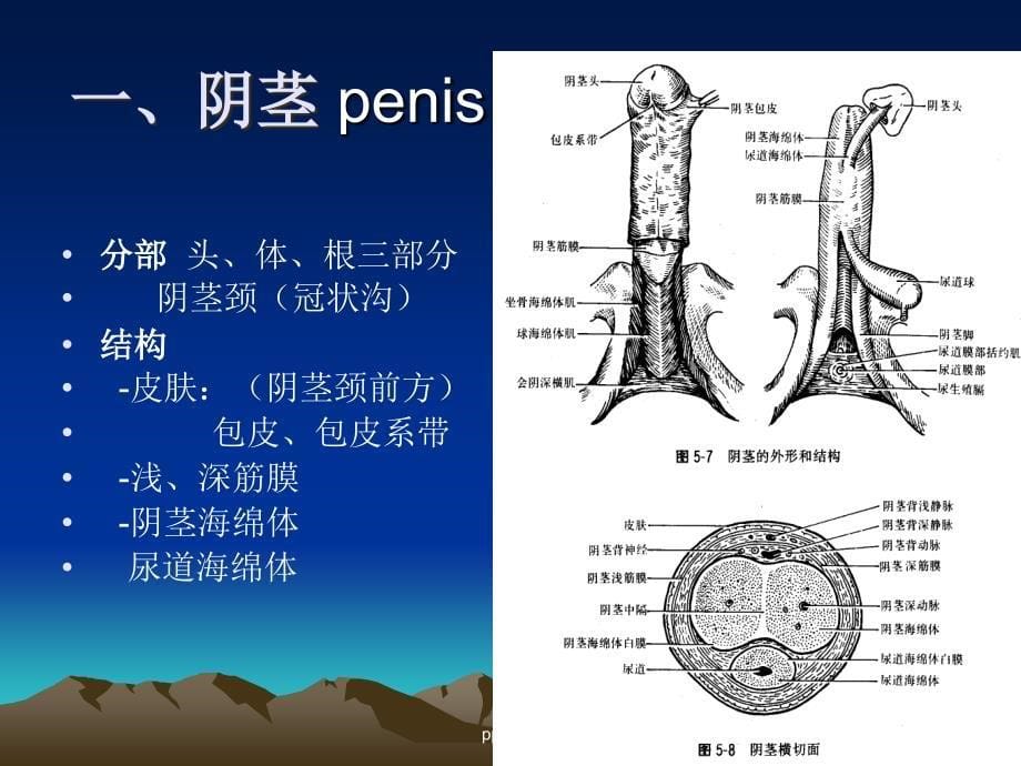 《诊断学》生殖器、肛门、直肠检查--ppt课件_第5页