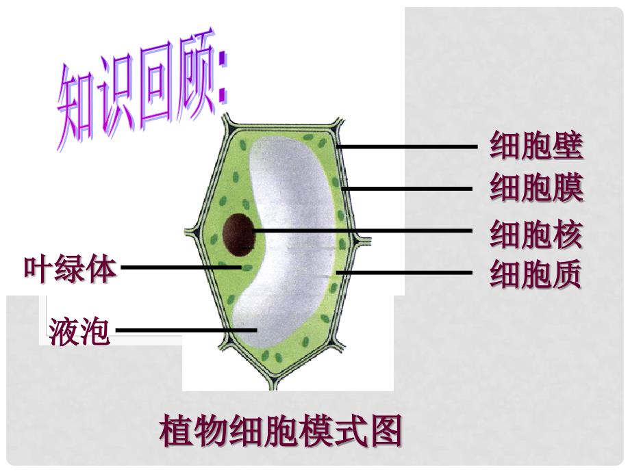 七年级生物上册 2.1.4 细胞的生活课件 新人教版_第2页