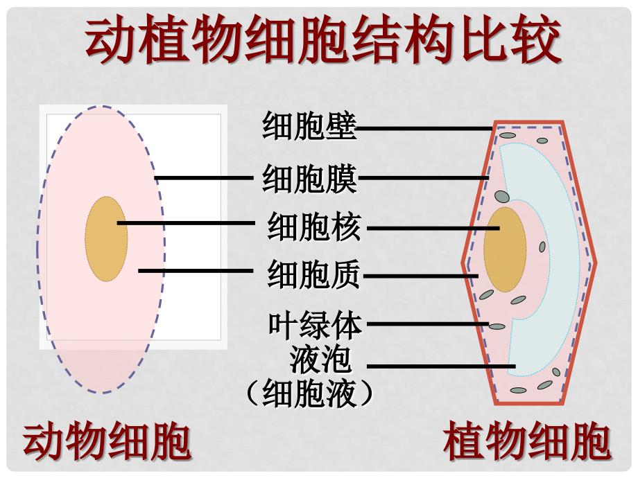 七年级生物上册 2.1.4 细胞的生活课件 新人教版_第4页