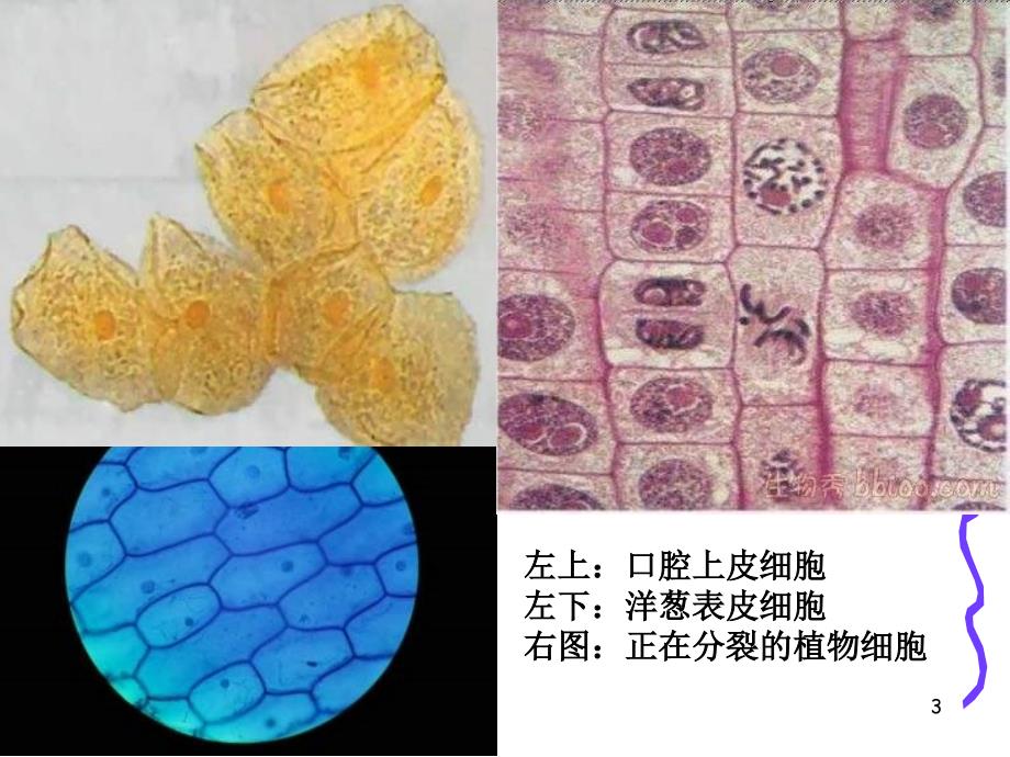细胞的多样性和统一性(第1课时)_第3页