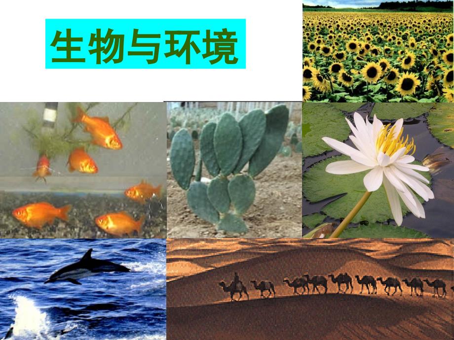 _生物与环境的关系(新课本两课时)人教版2012年_第1页