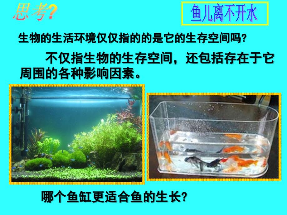 _生物与环境的关系(新课本两课时)人教版2012年_第3页