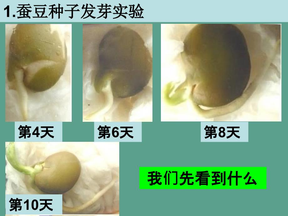 三年级下册科学1.3我们先看到了根教科版ppt课件_第2页