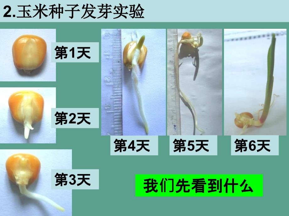 三年级下册科学1.3我们先看到了根教科版ppt课件_第3页