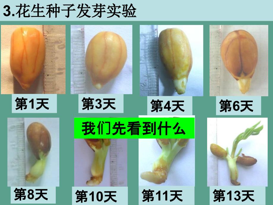 三年级下册科学1.3我们先看到了根教科版ppt课件_第4页