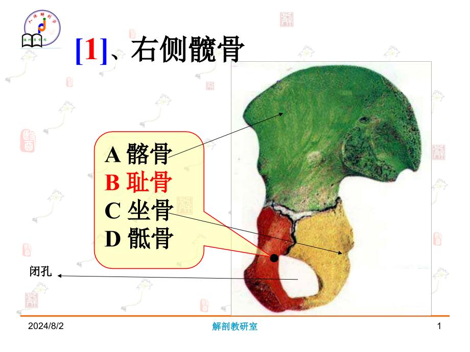 系统解剖学实验考试：系解实验3_第1页