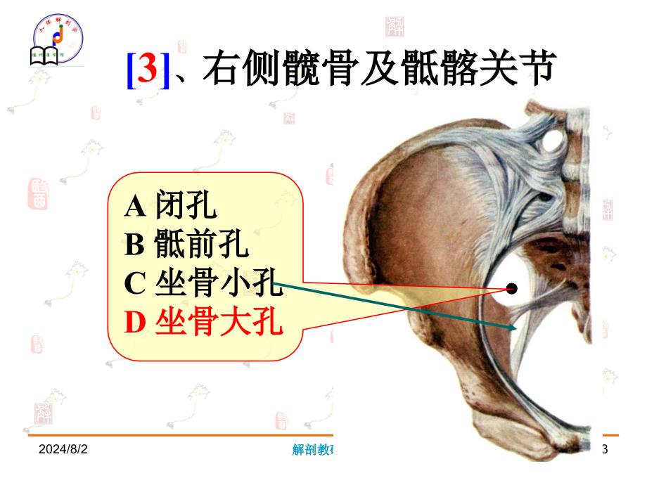 系统解剖学实验考试：系解实验3_第3页