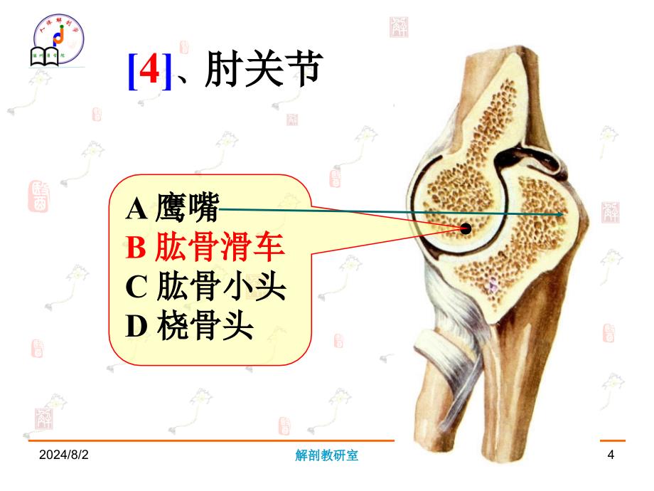 系统解剖学实验考试：系解实验3_第4页