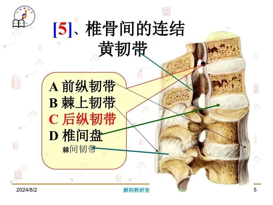 系统解剖学实验考试：系解实验3_第5页