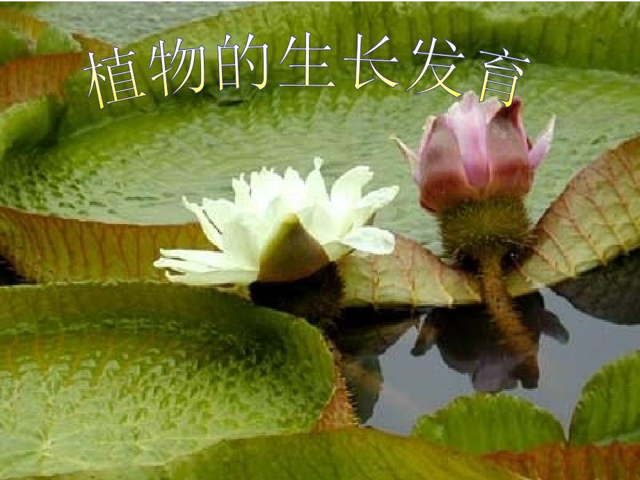 八年级生物植物的生长发育2_第1页