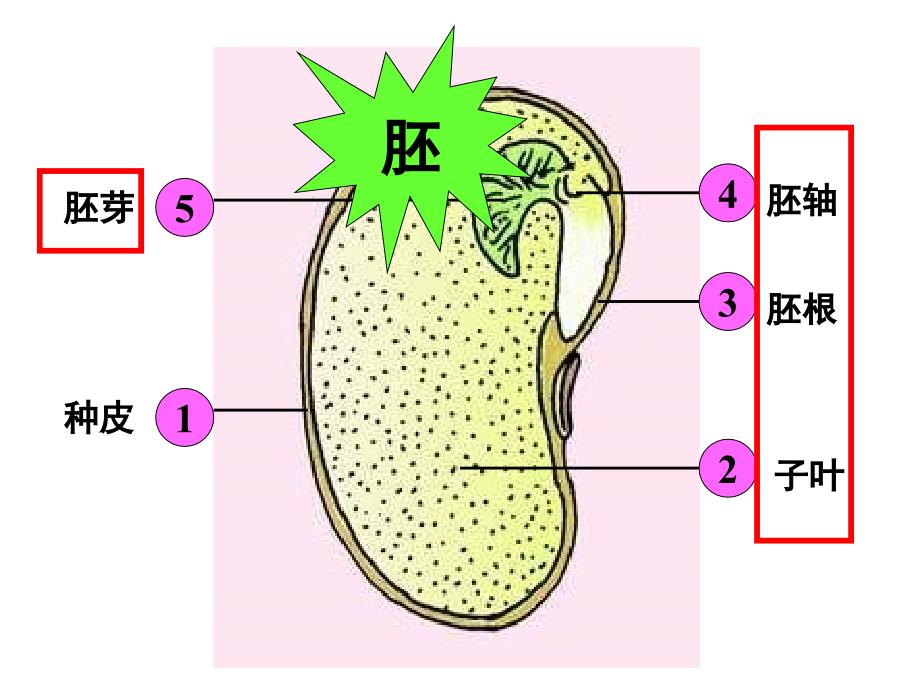 八年级生物植物的生长发育2_第4页