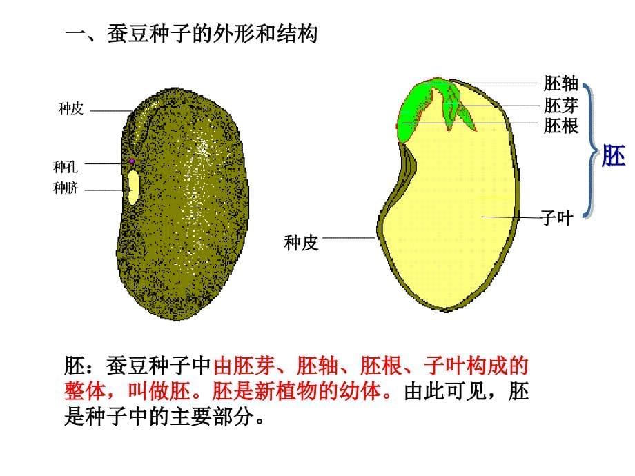 八年级生物植物的生长发育2_第5页