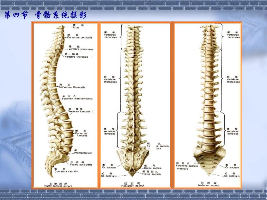 医学影像技术学脊柱摄影_第3页