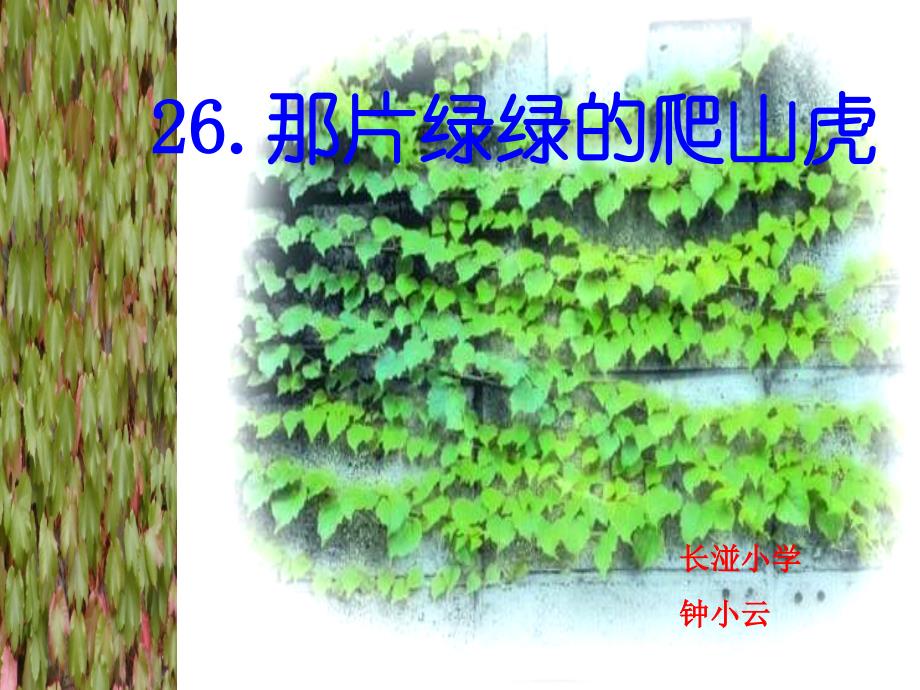 那片绿绿的爬山虎_第2页