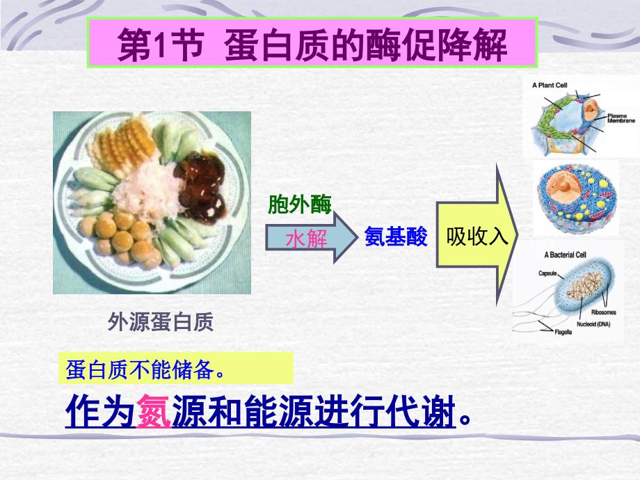 第7章蛋白质的酶促降解和氨基酸代谢_第2页