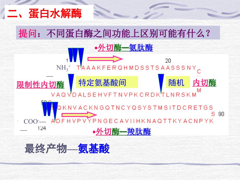 第7章蛋白质的酶促降解和氨基酸代谢_第4页