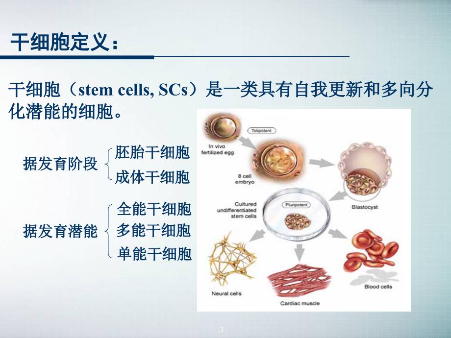 干细胞的基础研究与临床应用ppt课件_第3页