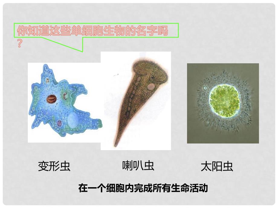 七年级生物上册 第二单元 2.4 单细胞生物课件 （新版）新人教版_第4页