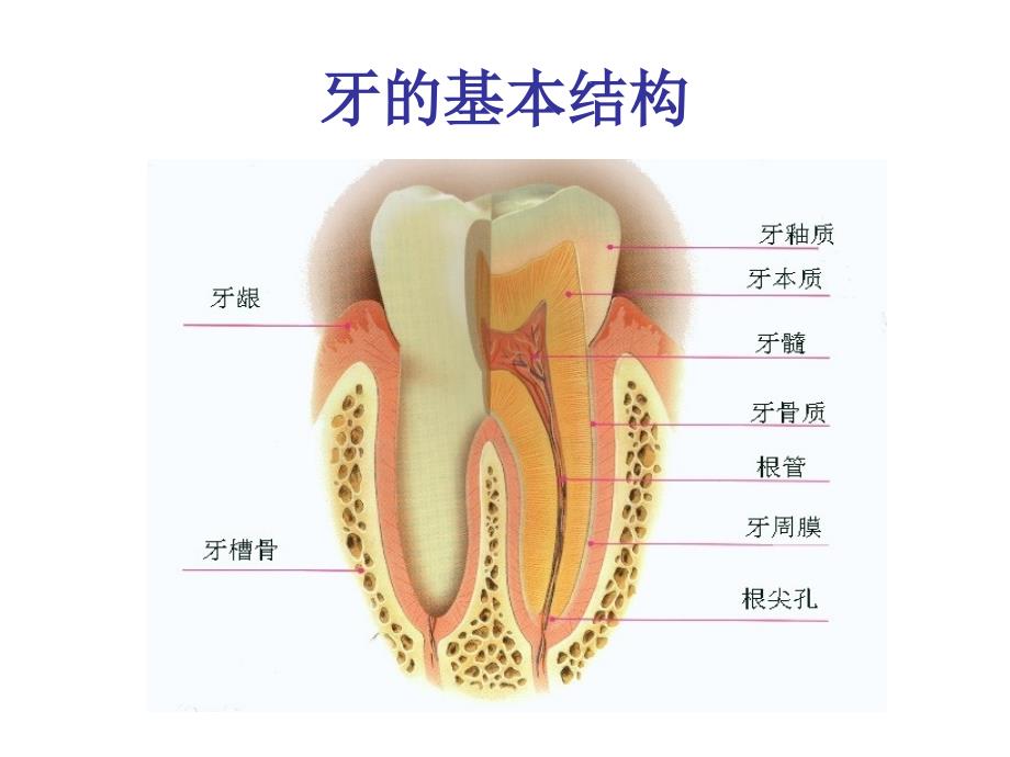 儿童口腔保健知识ppt课件_第2页