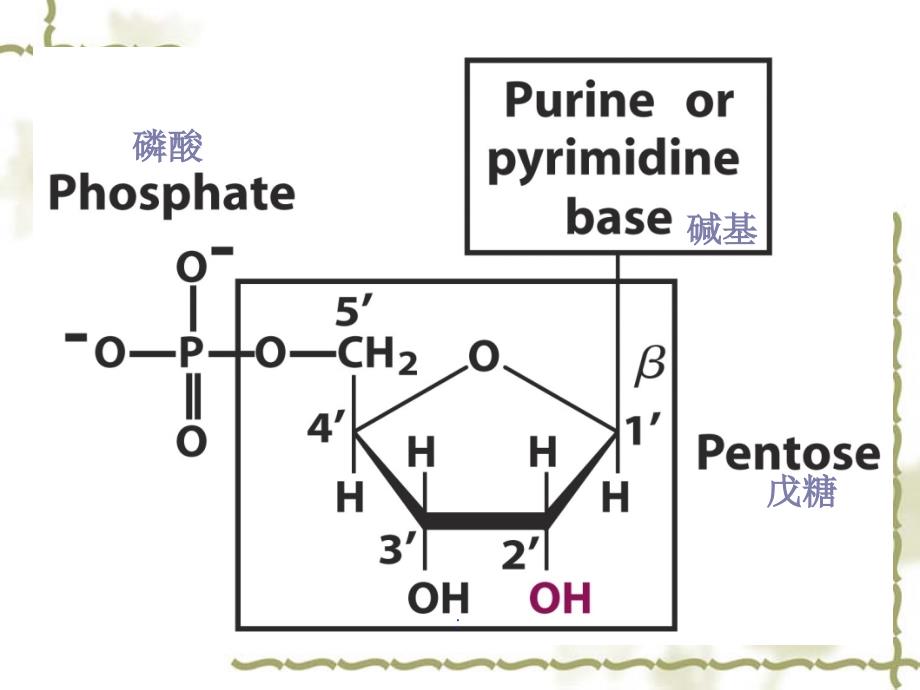 酵母核糖核酸的分离及组分鉴定改1ppt课件_第4页