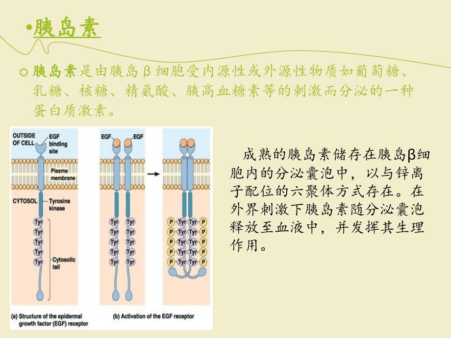 胰岛素代谢调节_第2页