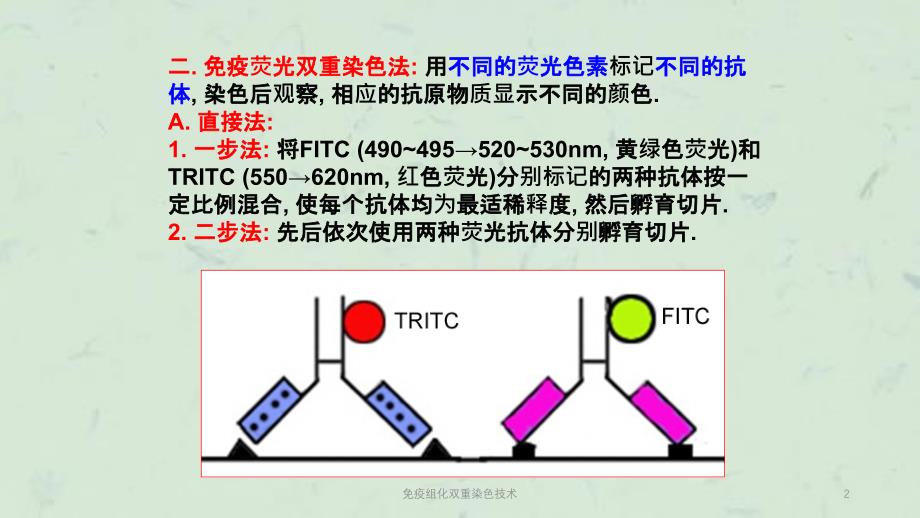 免疫组化双重染色技术课件_第2页