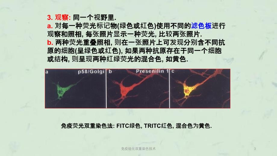 免疫组化双重染色技术课件_第3页