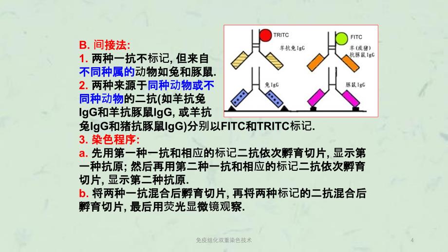 免疫组化双重染色技术课件_第4页