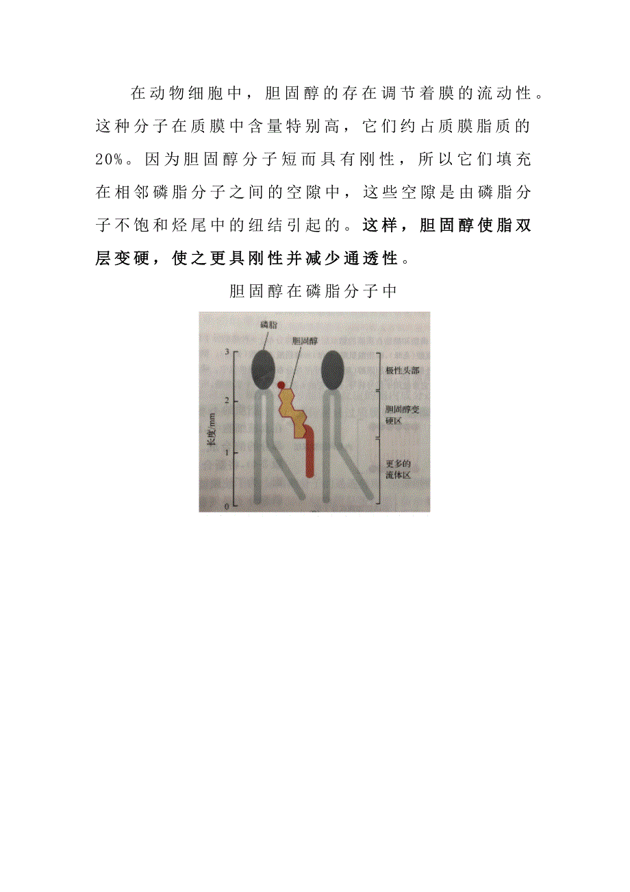 如何理解脂双层的流动性.docx_第4页