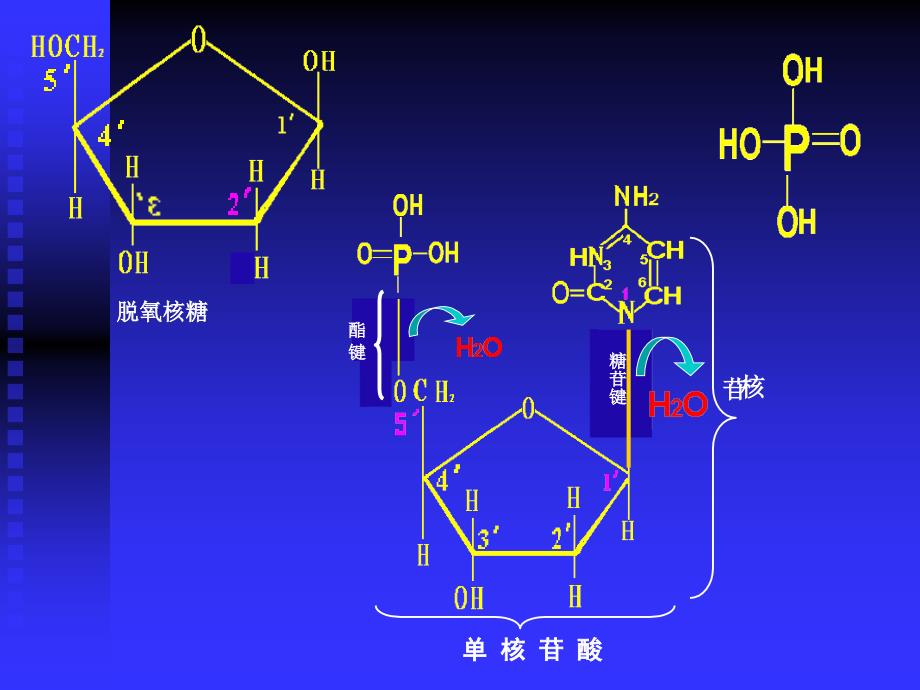 03遗传分子基础_第4页