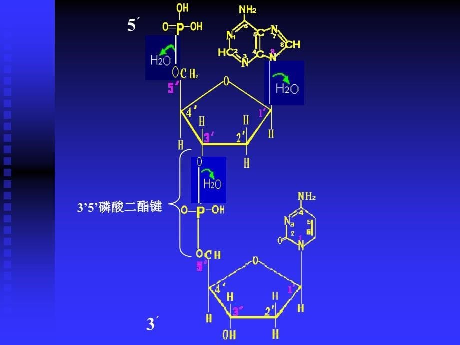 03遗传分子基础_第5页