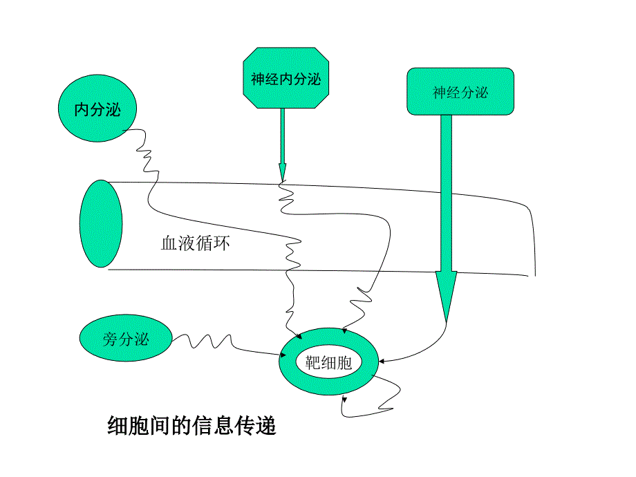 第十章内分泌_第4页