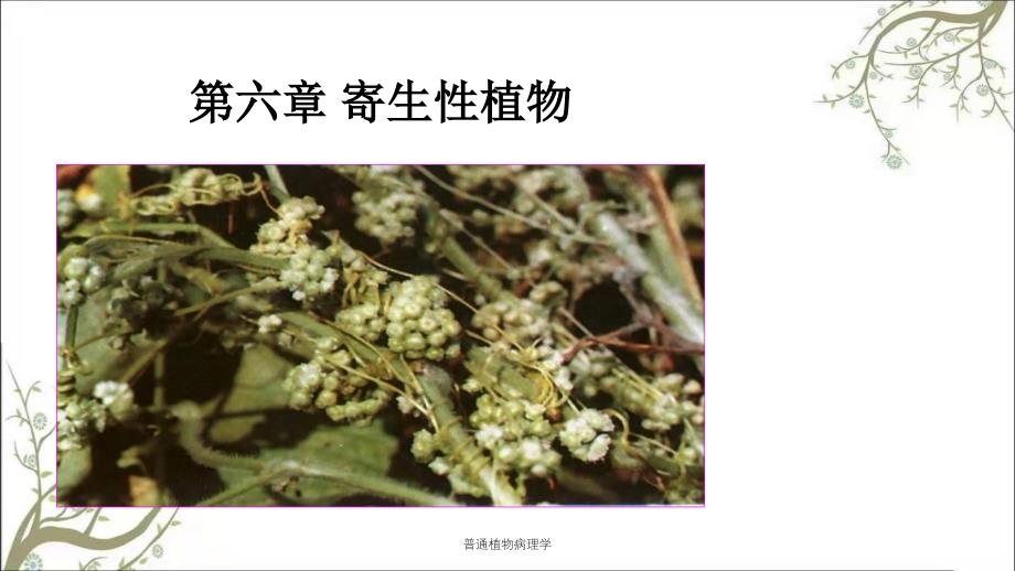 普通植物病理学课件_第1页