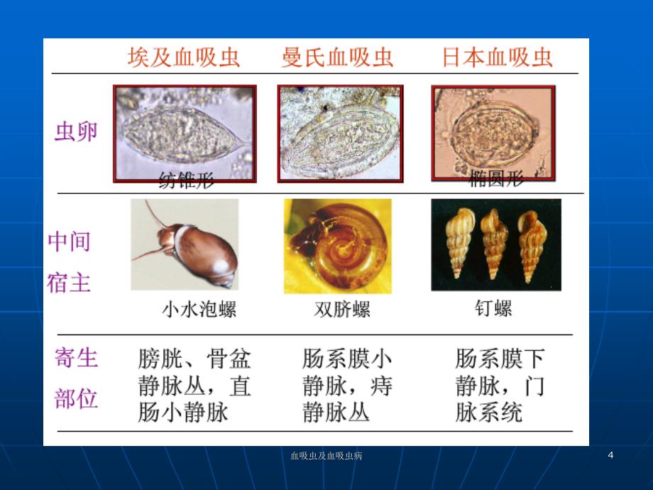 血吸虫及血吸虫病ppt课件_第4页