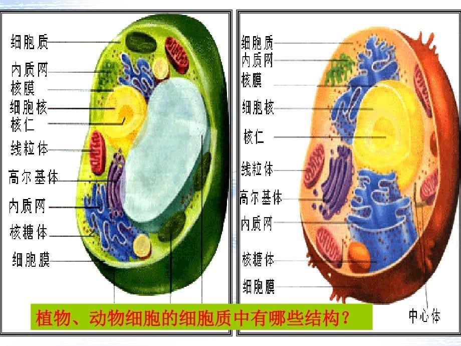 细胞的多样性和统一性(用)_第5页