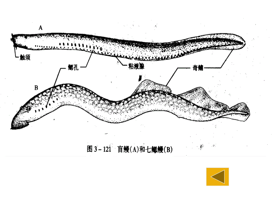 生物科学专业原口纲_第4页