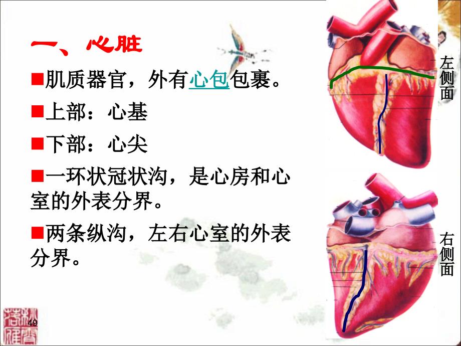 解剖生理ppt课件——心血管系统---最新_第3页