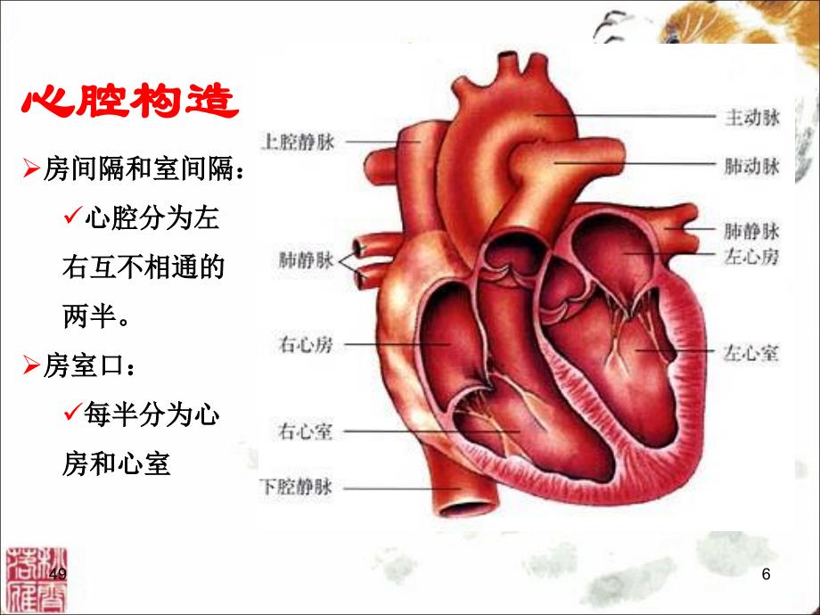 解剖生理ppt课件——心血管系统---最新_第4页