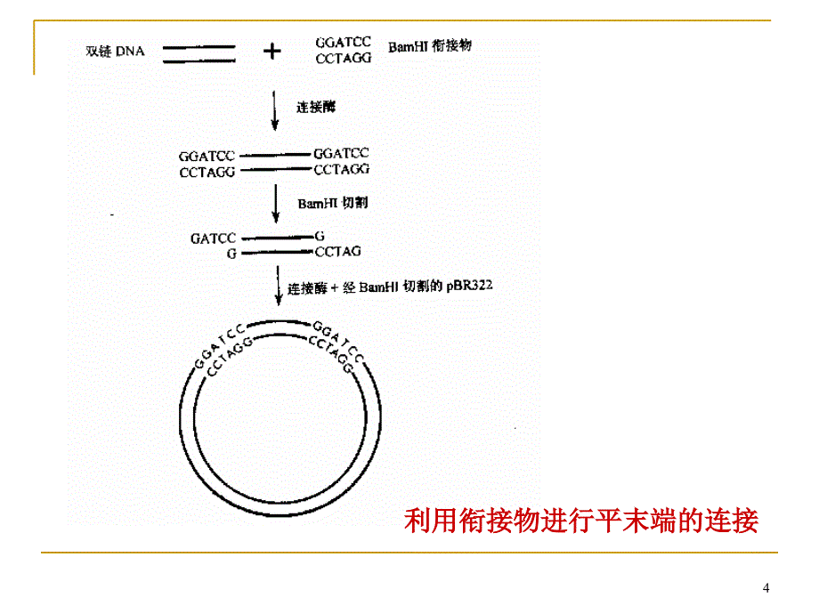 基因工程操作过程_第4页