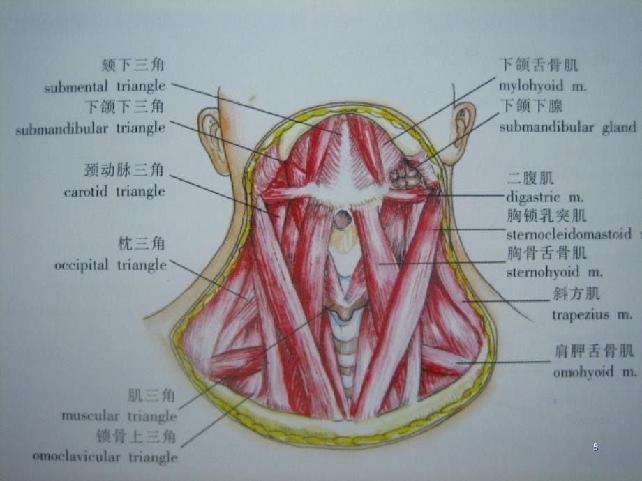 头颈部肿瘤的诊断和治疗PPT课件_第5页