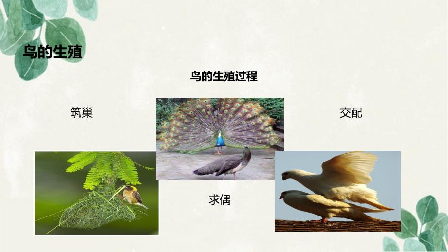 八年级生物上册第四单元物种的延续第二章动物的生殖和发育第三节鸟的生殖和发育课件新版济南版课件_第3页