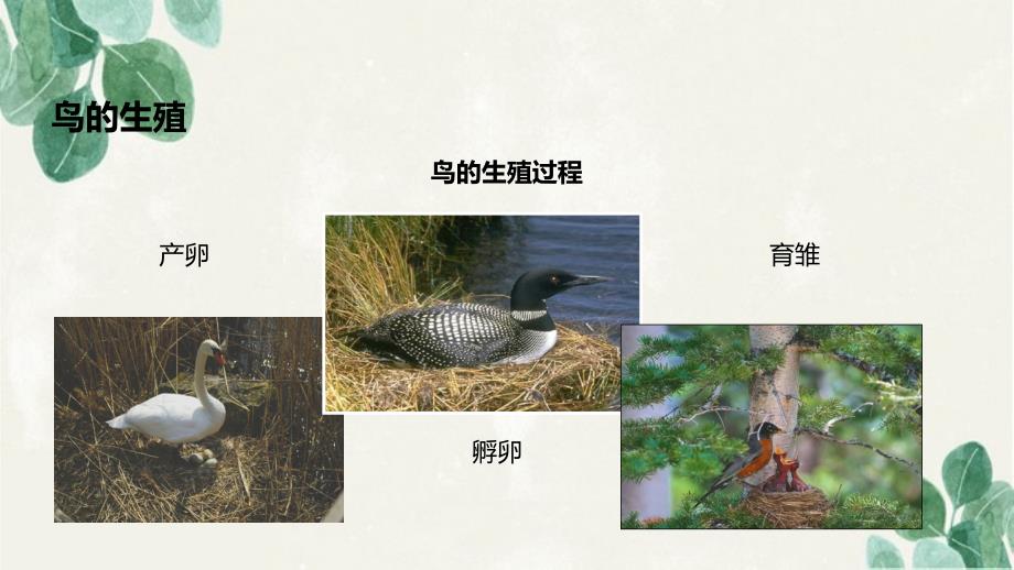 八年级生物上册第四单元物种的延续第二章动物的生殖和发育第三节鸟的生殖和发育课件新版济南版课件_第4页