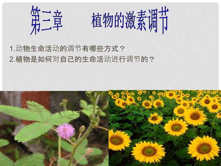 云南省峨山彝族自治县高中生物 第三章 植物的激素调节 3.1《植物生长素的发现》课件 新人教版必修3_第1页