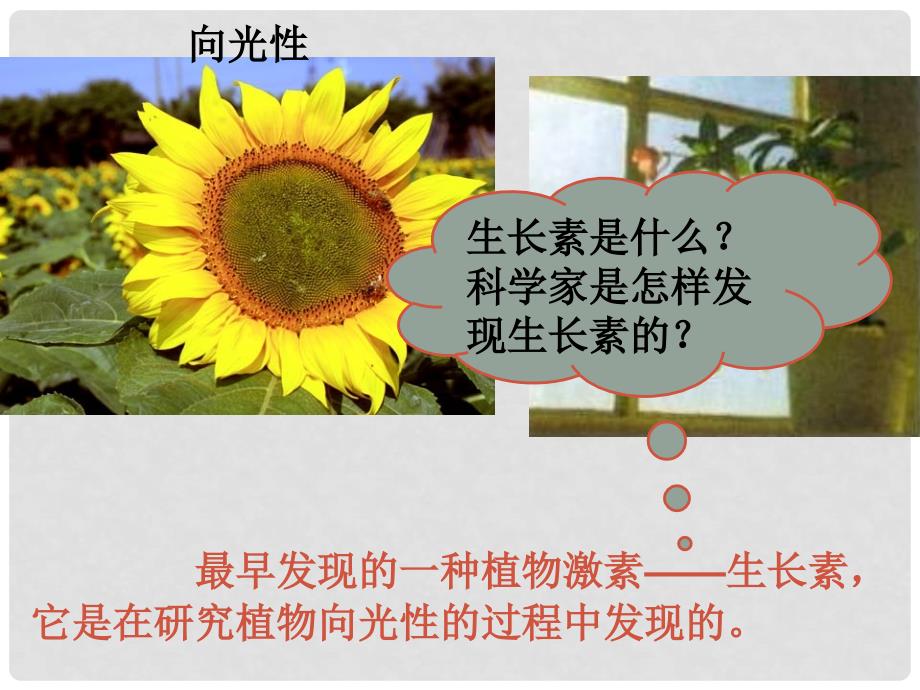 云南省峨山彝族自治县高中生物 第三章 植物的激素调节 3.1《植物生长素的发现》课件 新人教版必修3_第2页