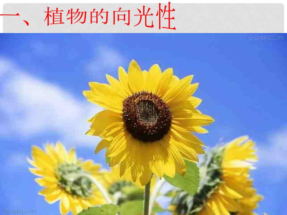 云南省峨山彝族自治县高中生物 第三章 植物的激素调节 3.1《植物生长素的发现》课件 新人教版必修3_第4页