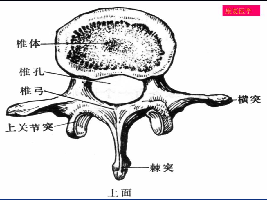 腰椎间盘突出症康复.ppt_第4页