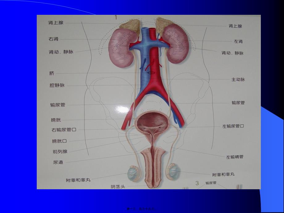 医学专题—泌尿系统梗阻概论18479_第1页