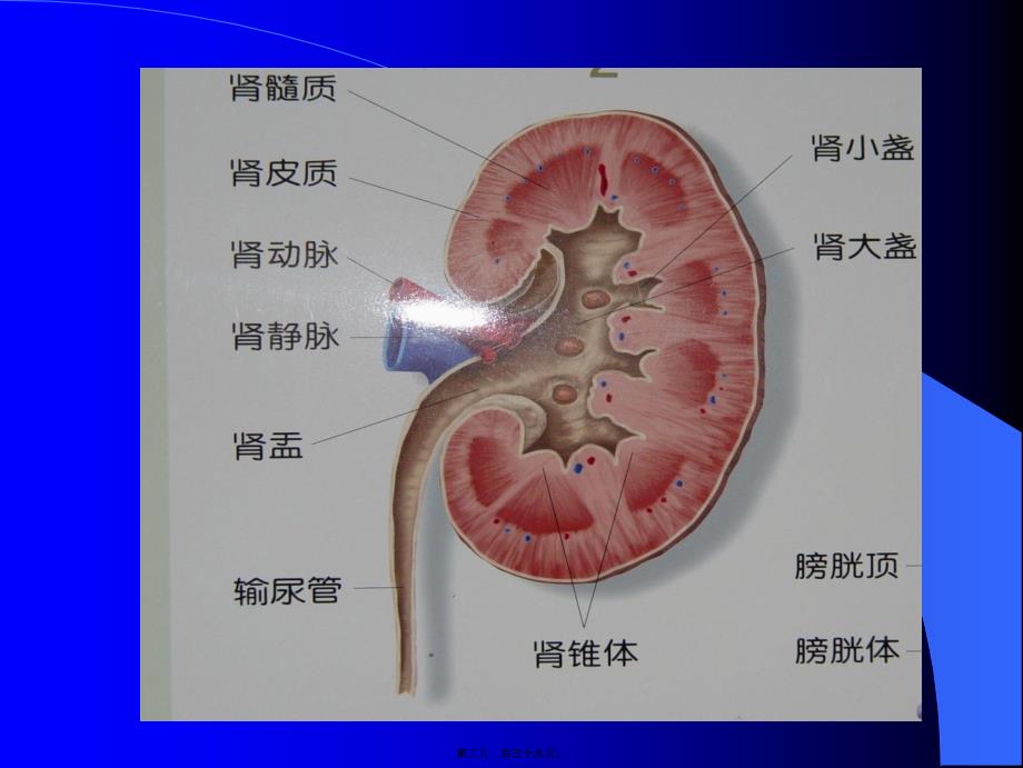 医学专题—泌尿系统梗阻概论18479_第2页