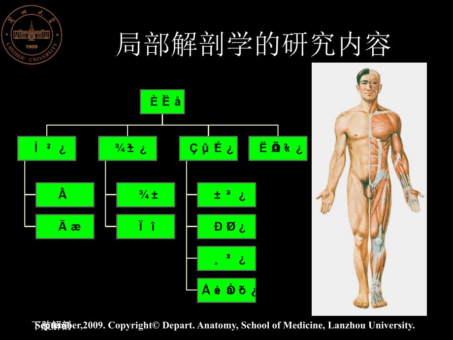 下肢解剖课件_第4页